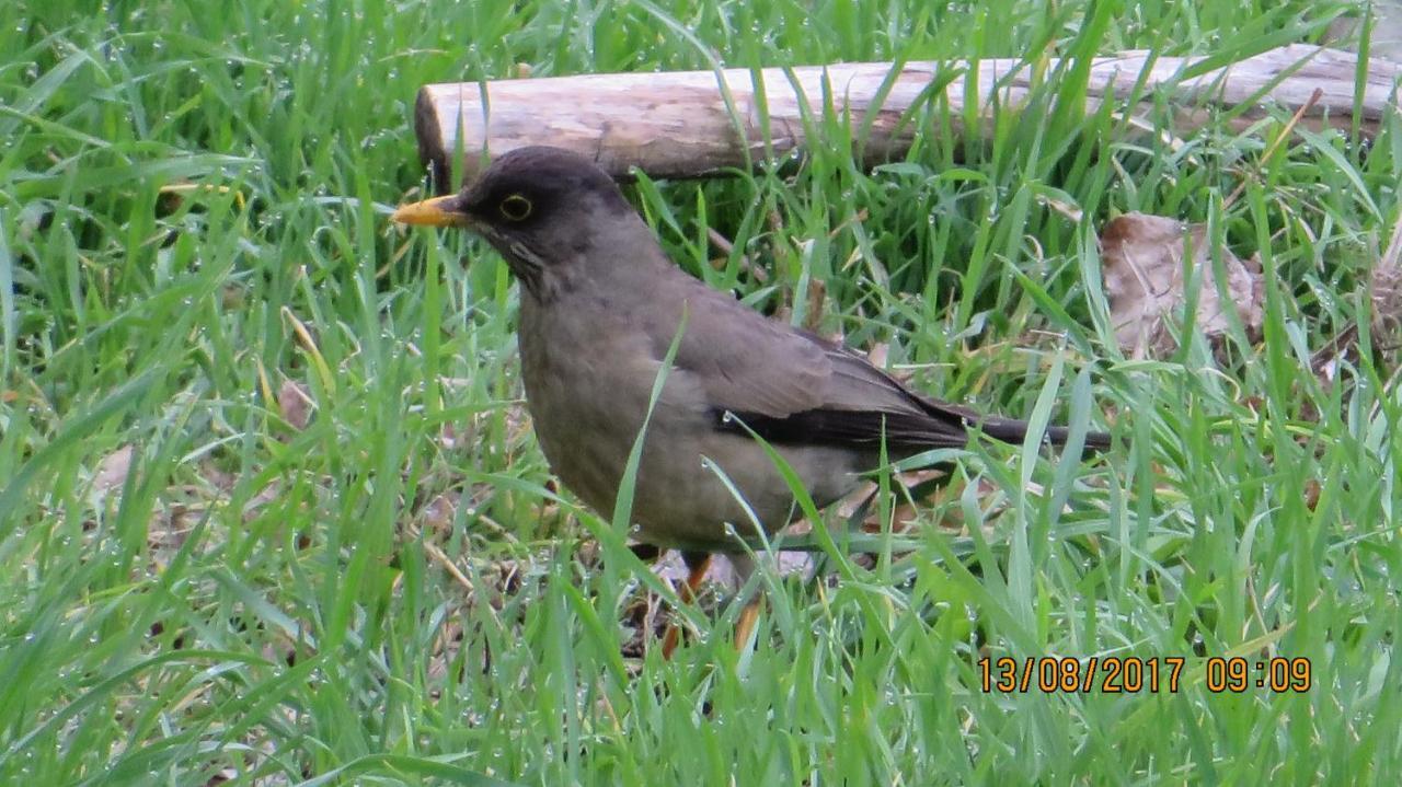 Vila Cabanas Emporio De La Meme San José de Maipo Exteriér fotografie