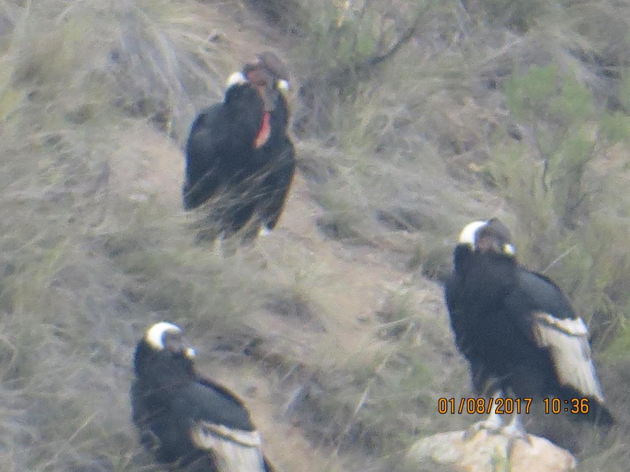 Vila Cabanas Emporio De La Meme San José de Maipo Exteriér fotografie